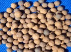 生物頁(yè)巖陶粒濾料