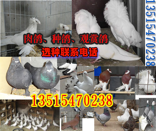 觀賞鴿網(wǎng) 寶豐鴿業(yè)養(yǎng)殖場(chǎng)