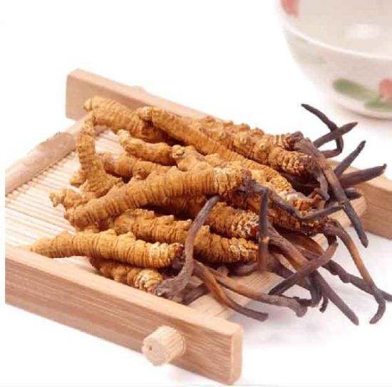 廈門三福堂蟲草批發(fā)-都是批發(fā)價(jià)