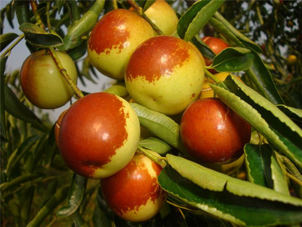 大荔冬棗 地理標(biāo)志