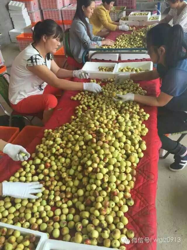 大荔冬棗特色