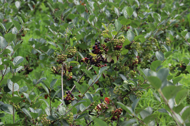 沈陽(yáng)黑果花楸