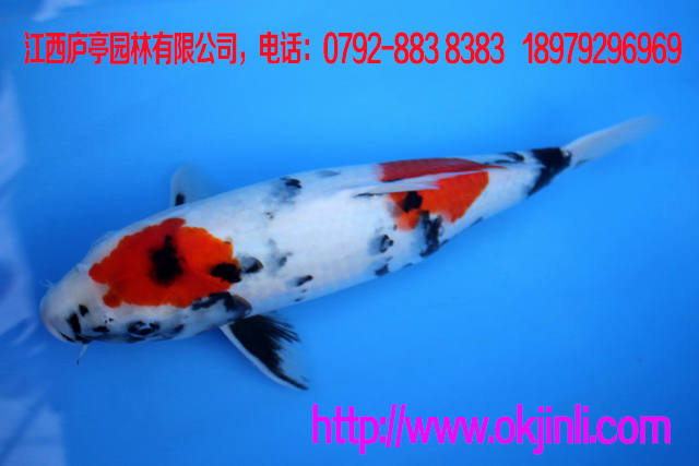 大型錦鯉養(yǎng)殖場(chǎng)批發(fā)放養(yǎng)紅白，三色，黃金等觀賞魚系列