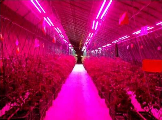 蔬菜LED植物補(bǔ)光燈-聲音檢測(cè)儀表-北京西星光電科技有限公司