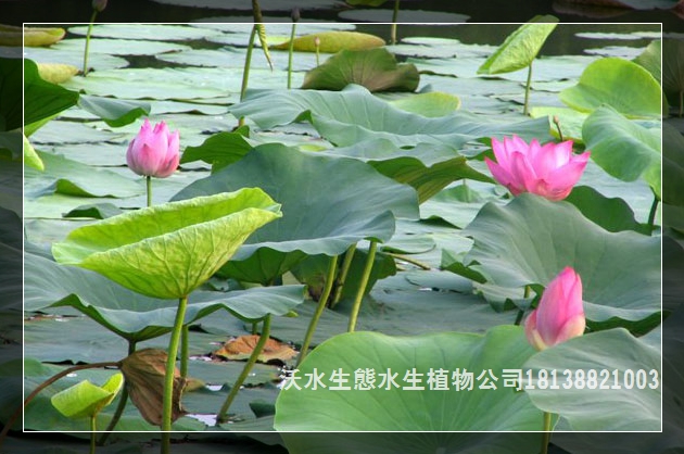 廣東養(yǎng)殖水生植物的經(jīng)驗