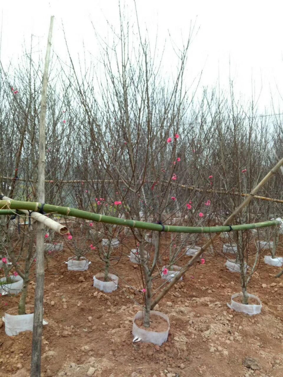 供應碧桃，園林工程綠化，規(guī)格齊全，福建苗木基地直銷