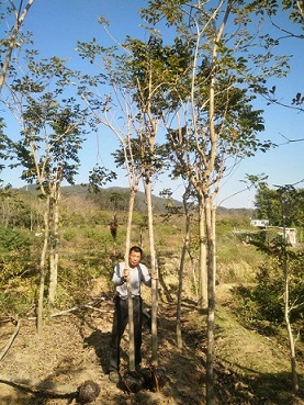 供應(yīng)黃花風(fēng)鈴木，綠化行道樹(shù)，規(guī)格齊全，福建苗木基地直銷(xiāo)