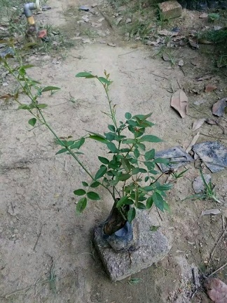 豐花月季，盆景綠植，規(guī)格齊全，福建苗木基地直銷