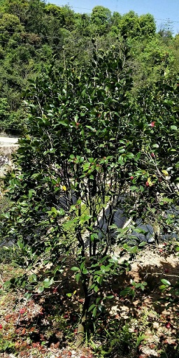 茶花，盆景綠植，規(guī)格齊全，福建苗木基地直銷