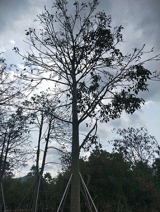 澳洲火焰木哪里有大量批發(fā)？