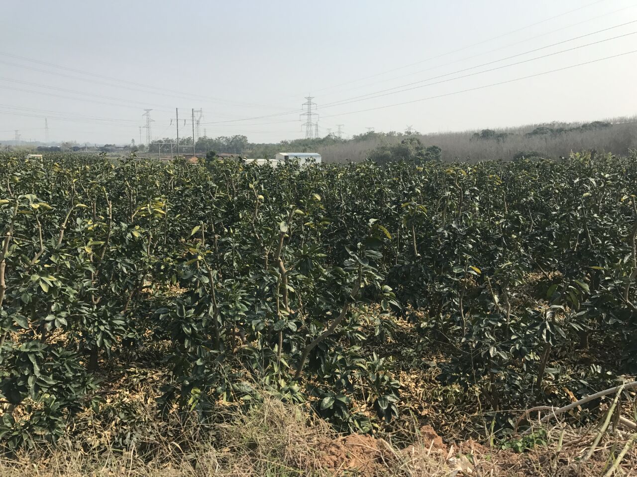 柚子樹苗木基地自產(chǎn)自銷大量批發(fā)