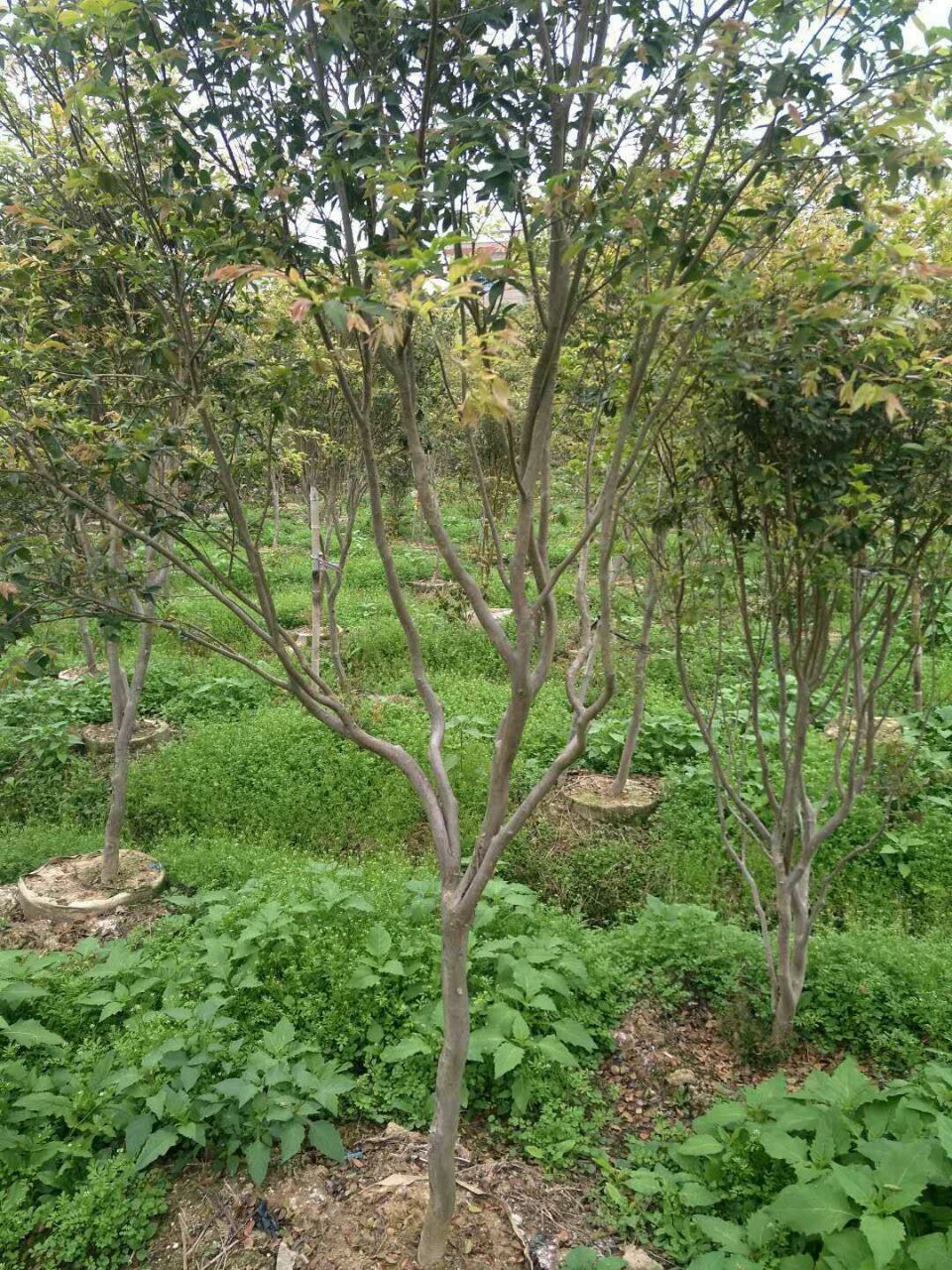 樹葡萄，優(yōu)質(zhì)品種，價格合理，基地直銷，大量批發(fā)