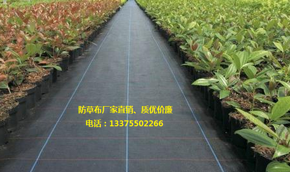 防草布、防草布廠家、防草布價格、園藝地布