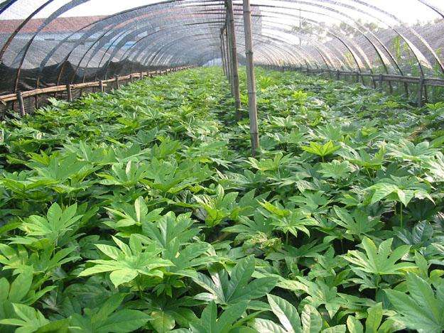 八角金盤規(guī)格有多大，八角金盤體型特征是什么