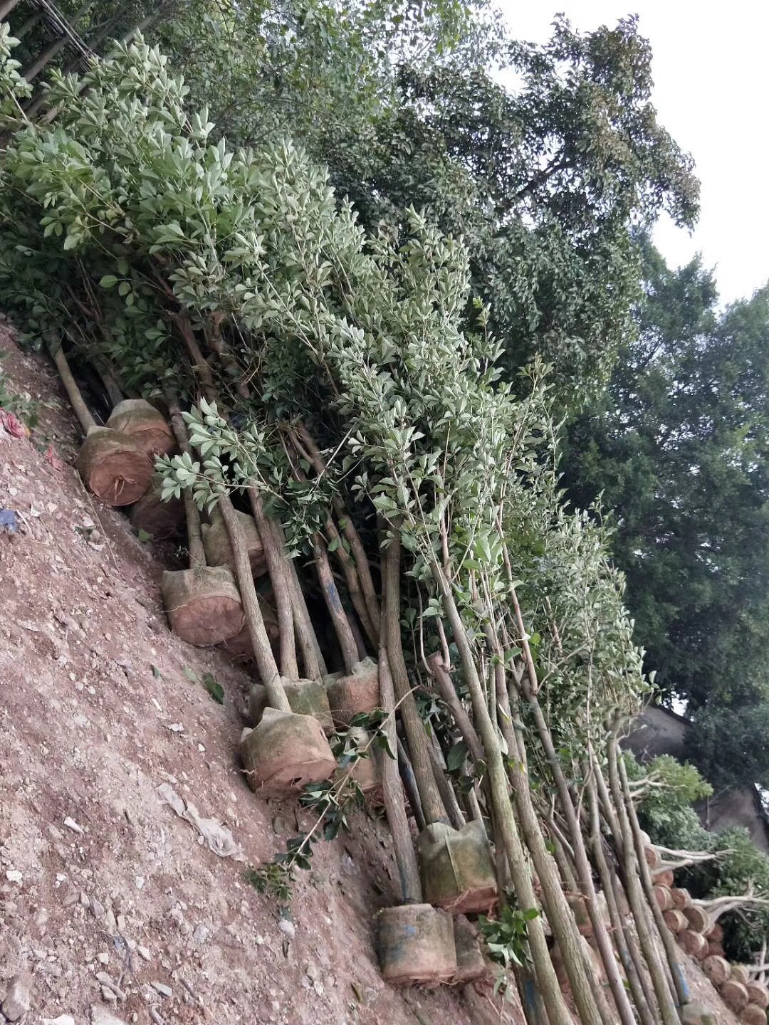 優(yōu)質(zhì)低價(jià)供應(yīng)黃花風(fēng)鈴木，大量批發(fā)，規(guī)格齊全