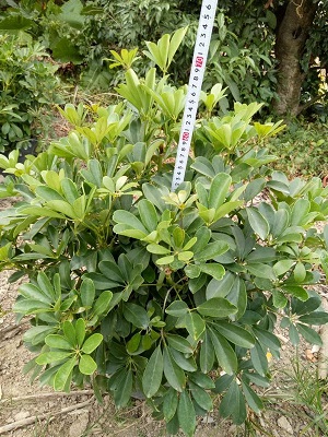 鴨腳木規(guī)格齊全，鴨腳木圖片，鴨腳木質(zhì)優(yōu)價低
