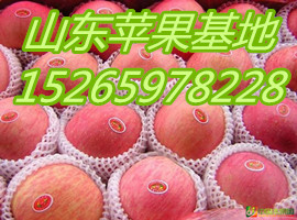 山東紅富士蘋果產(chǎn)地批發(fā)價格
