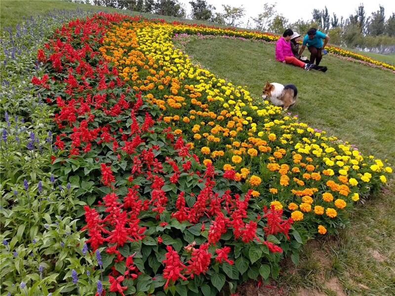 青州鼎諾花卉一串紅產(chǎn)地直銷(xiāo)