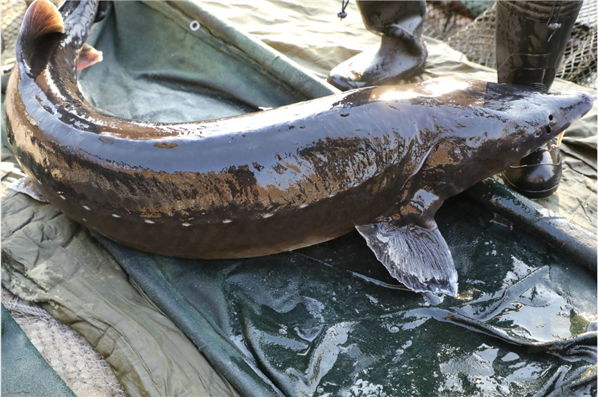 ，養(yǎng)殖鱘鰉魚多錢一斤，整條鮮魚鱘鰉魚供應(yīng)商