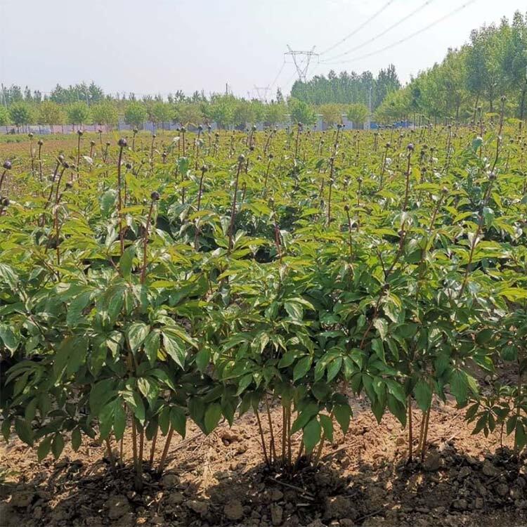 東北赤芍苗培育基地