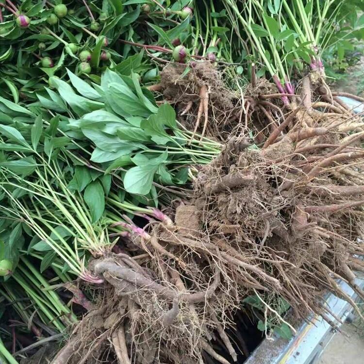 種植赤芍一畝地需要多少棵苗