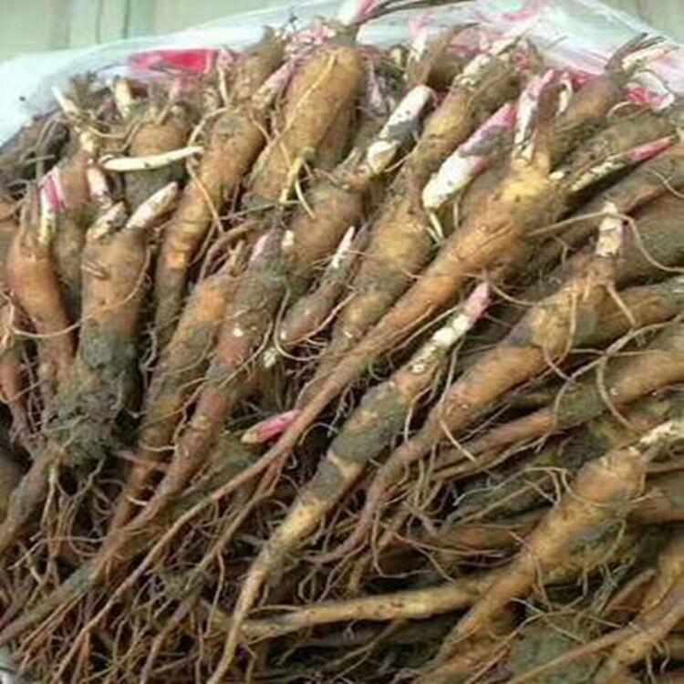 赤芍苗價格赤芍易種植