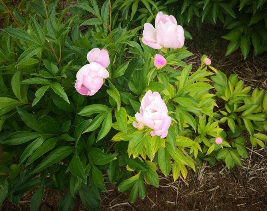 東北赤芍苗價(jià)格種植全過(guò)程