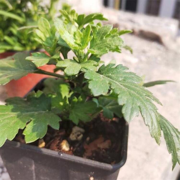 北京菊菊花苗價格