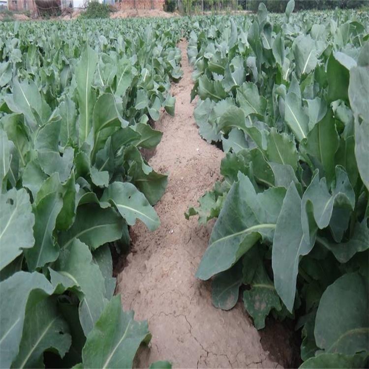 板藍(lán)根種子今年種植行情價(jià)格