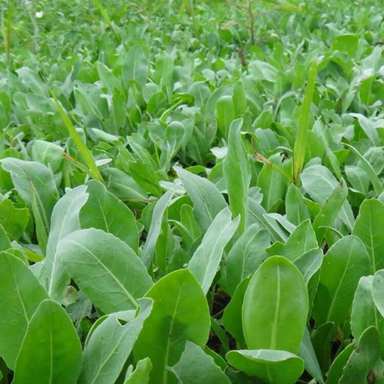 板藍(lán)根種子育苗時間板藍(lán)根除草劑供應(yīng)