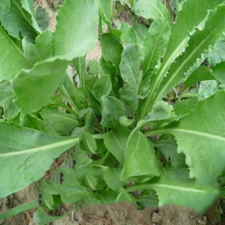 板藍(lán)根除草劑板藍(lán)根種子種植全過(guò)程
