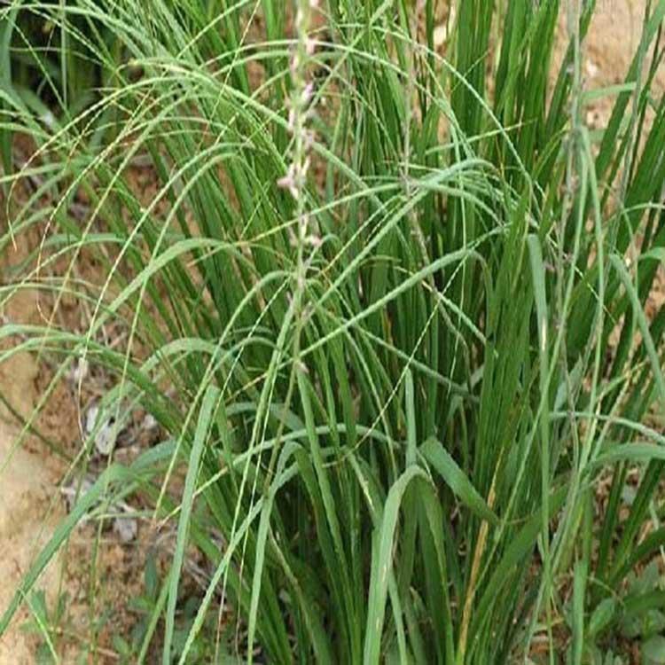知母籽種植畝產量知母種子價格