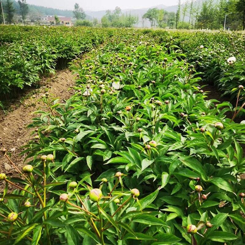 白芍芽適應(yīng)種植地方