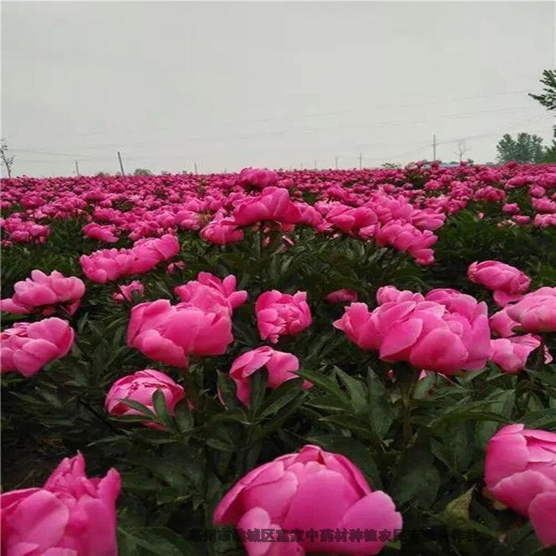 白芍芽種植栽培視頻