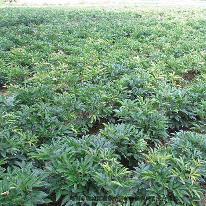 白芍芽栽培技術(shù)白芍芽種植包技術(shù)指導(dǎo)