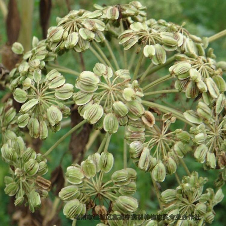 白芷種子新種子供應白芷種子易發(fā)芽