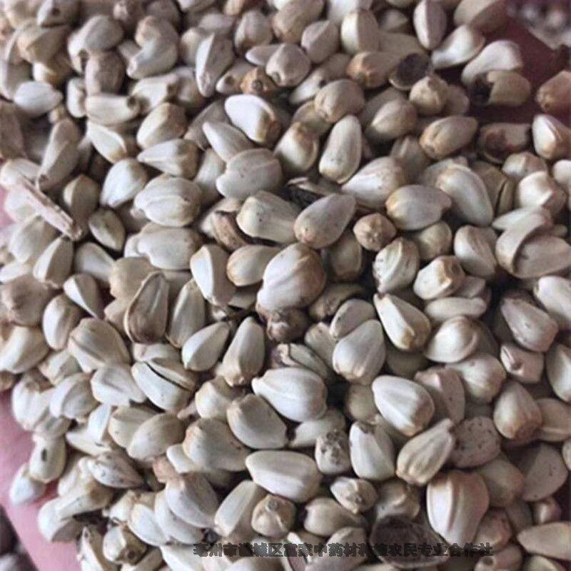 紅花種植田間種植方法紅花種子價格