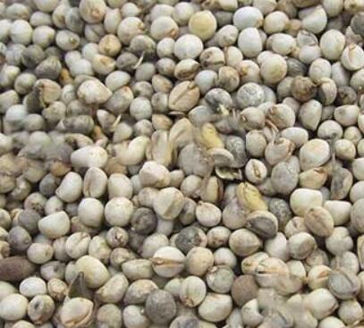 烏桕種子圖片 及種植方法