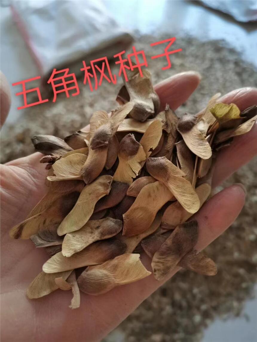 五角楓種子種植技術(shù)及最新報(bào)價(jià)
