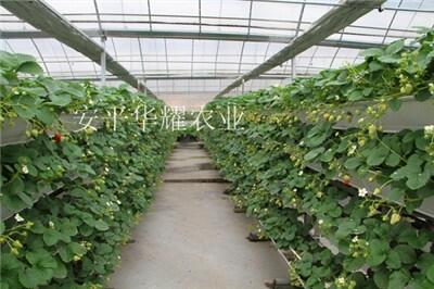 宿遷無土栽培種植槽規(guī)格，價格
