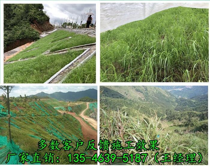 安徽江蘇坡面綠化綠化種草公路噴播機