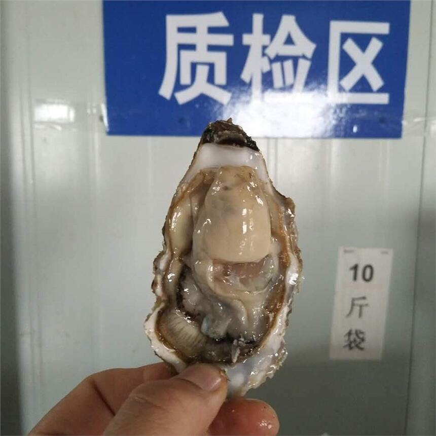 乳山生蠔多少錢(qián)一斤生蠔批發(fā)價(jià)格