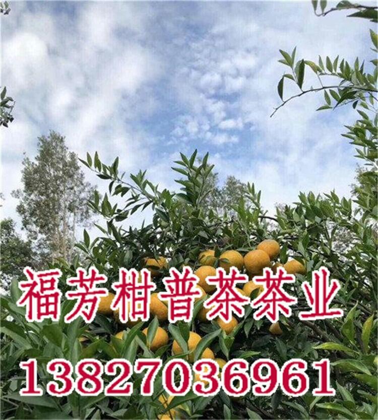 新會柑普茶代加工_新會柑普茶多少錢一斤_御廣陳廠家批發(fā)零售