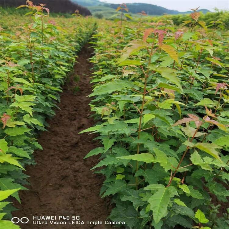 茶條槭小苗 叢生茶條槭樹 三角楓球 遼寧茶條槭營(yíng)養(yǎng)杯苗基地