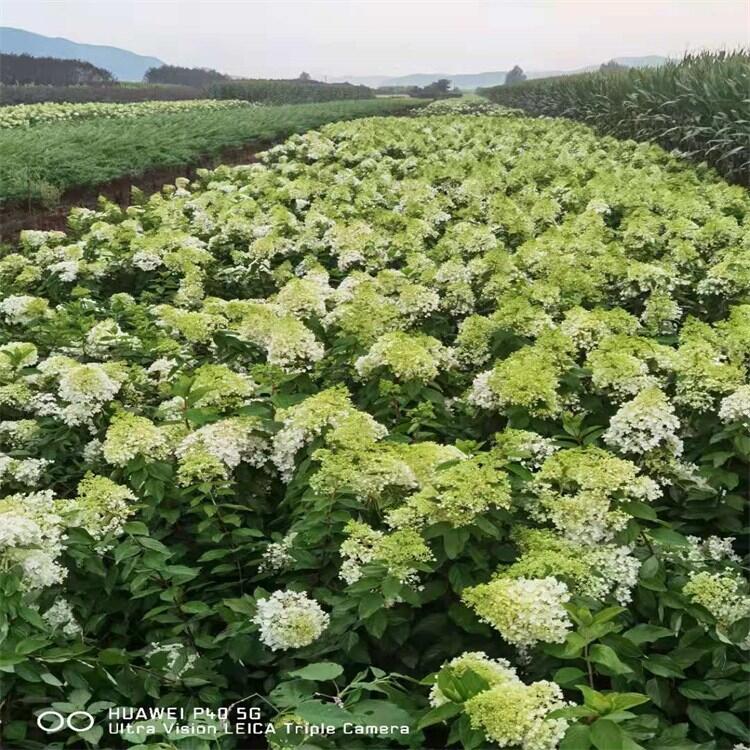 遼寧叢生大花水椏木 木繡球扦插小苗大量