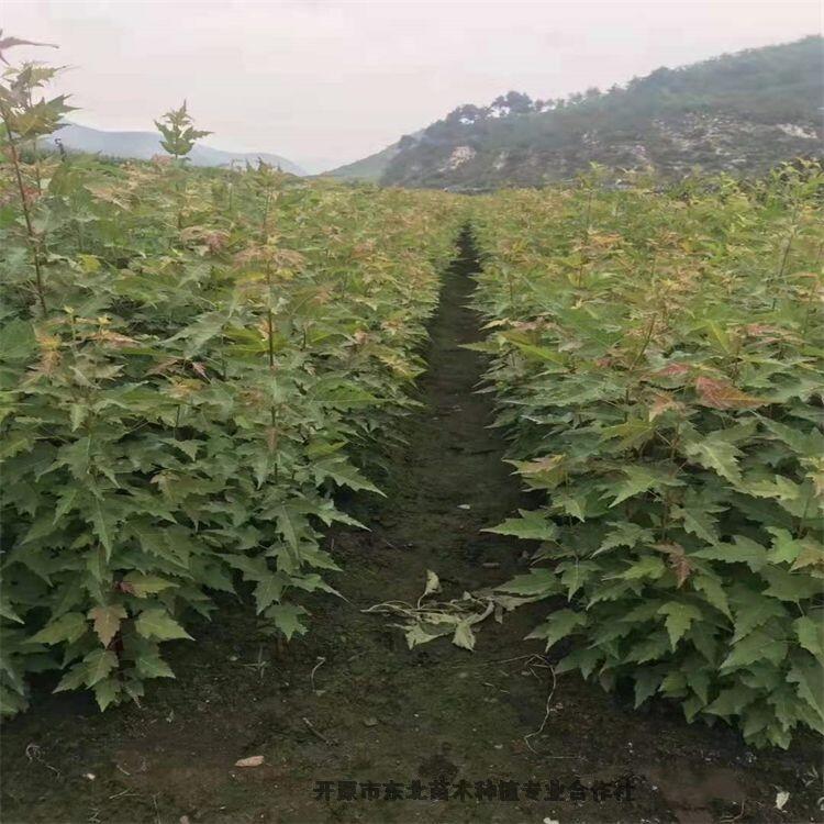 遼寧種植基地 三角楓小苗 茶條槭小苗 自家苗木