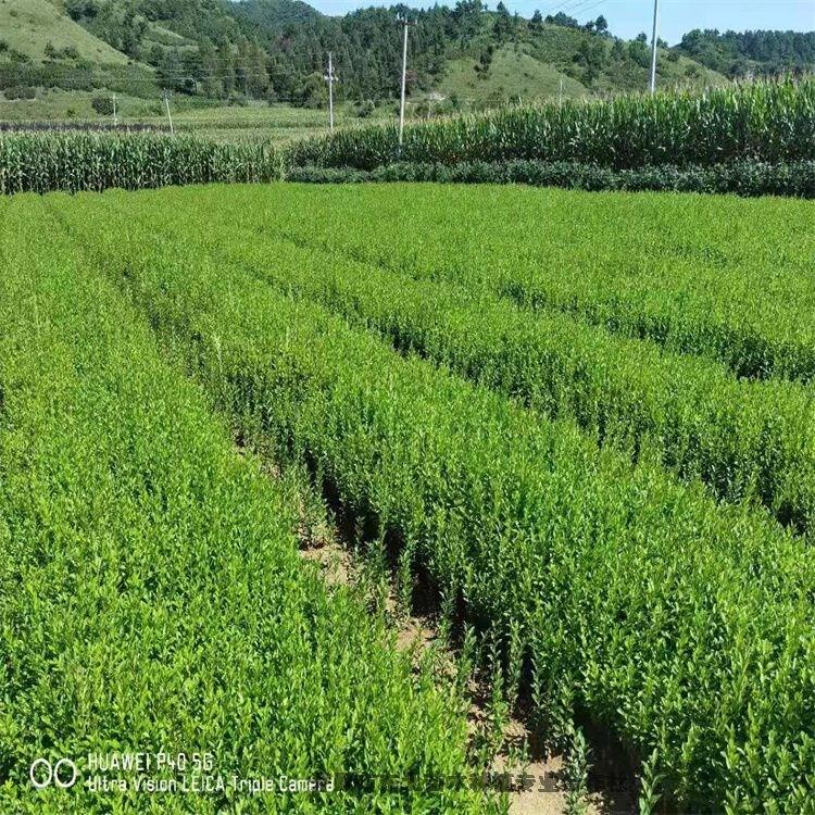 新疆水蠟小苗 水蠟杯苗 水蠟毛墩 遼寧培育基地