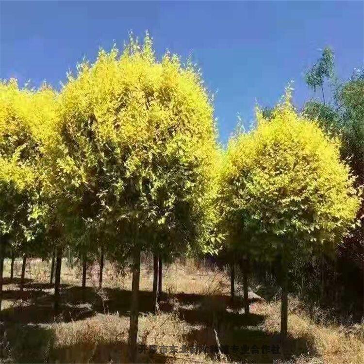 遼寧金葉榆杯苗 金葉榆小苗 金葉榆球 金葉榆造型樹