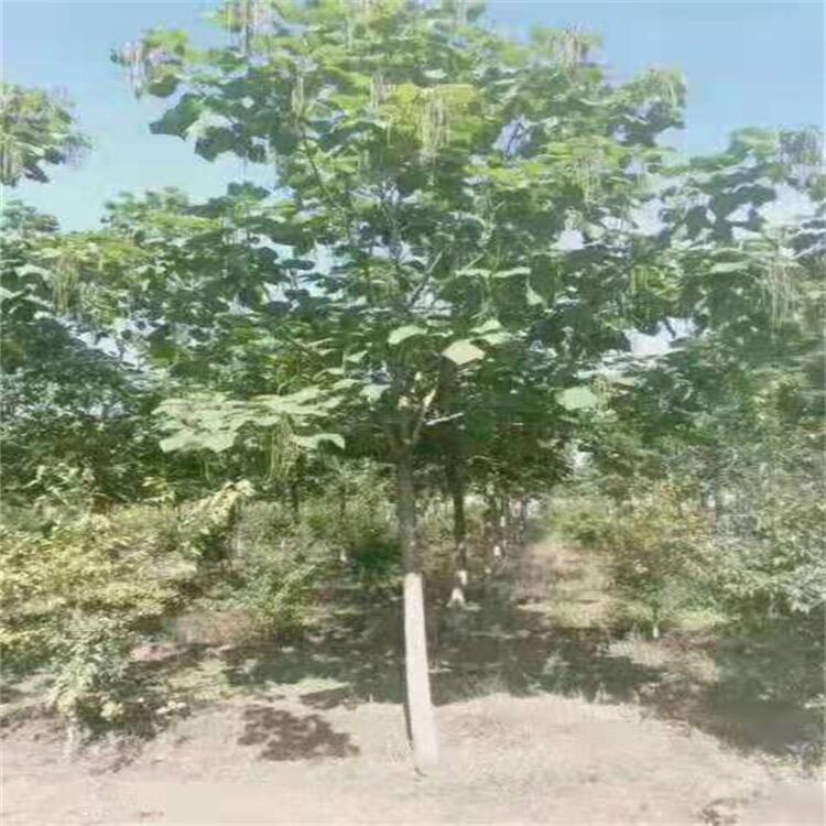 農(nóng)戶專業(yè)種植產(chǎn)品 梧桐樹 東北耐寒苗木 遼寧生產(chǎn)基地
