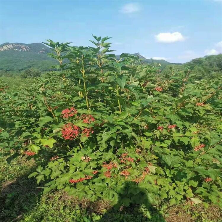 叢生小灌木 天目瓊花墩 天目瓊花小苗 遼寧秋季熱銷苗木
